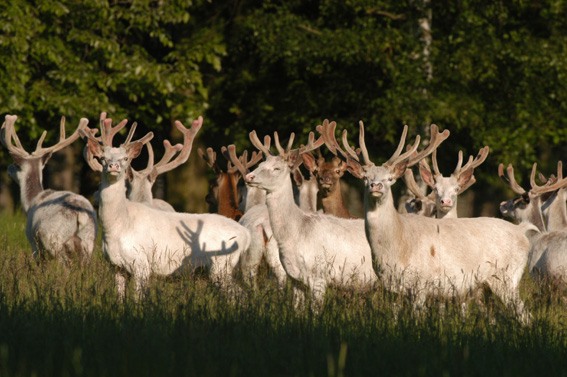 Stádo bílých jelenů